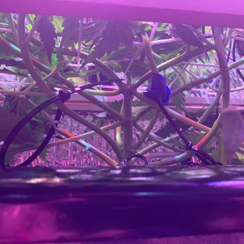 Bubblelicious growlog photo: SCROG and LST is looking great! Nice wide and strong branches.