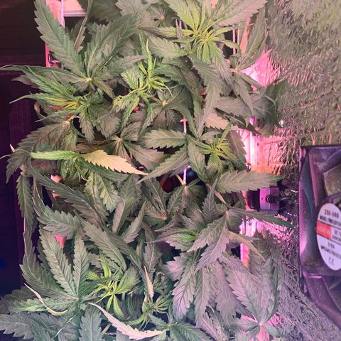 Bubblelicious growlog photo: Trying to balance 10 colas in small box :(