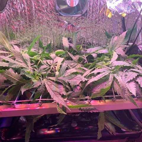 Bubblelicious growlog photo: Trying to balance 10 colas in small box :(