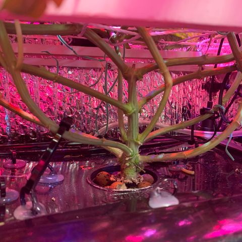Bubblelicious growlog photo: Lolipopped and ready to continue to flower. Stem looks great. Spend 12 hours flushing and running florakleen through the system.
