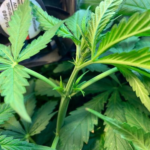 Bubblelicious growlog photo: She’s growing fast!