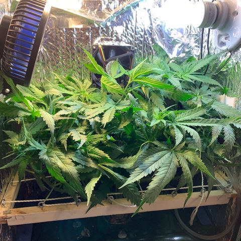 Bubblelicious growlog photo: She’s growing fast!