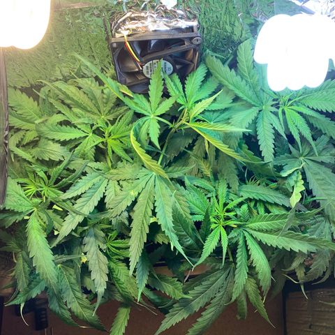 Bubblelicious growlog photo: She’s growing fast!