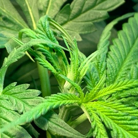 Bubblelicious growlog photo: She’s growing fast!