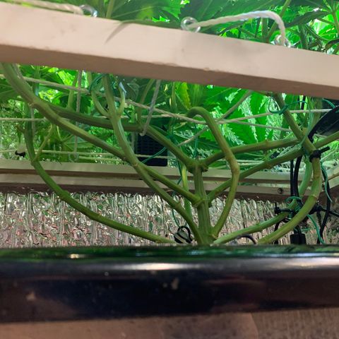 Bubblelicious growlog photo: She’s growing fast!