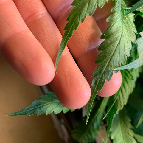 Bubblelicious growlog photo: Possible signs of nutrient burn. Don’t know why though. Water has already been dulated by a half a gallon.