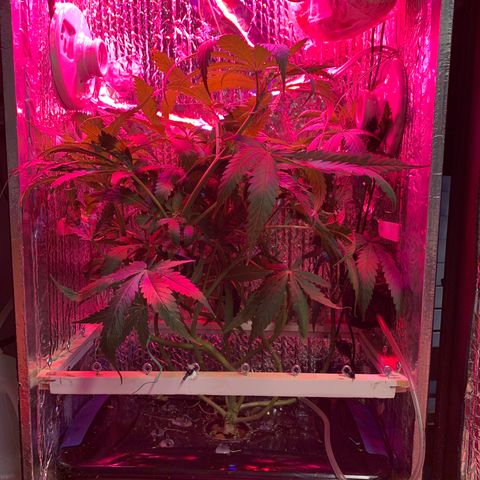 Bubblelicious growlog timeline photo