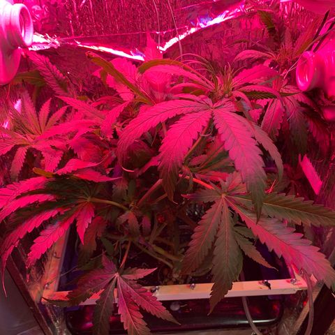Bubblelicious growlog timeline photo