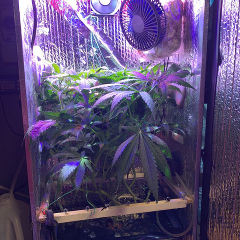 Bubblelicious growlog photo: Swazzed it! Hope for the best.