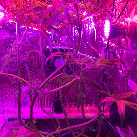 Bubblelicious growlog photo: Swazzed it! Hope for the best.