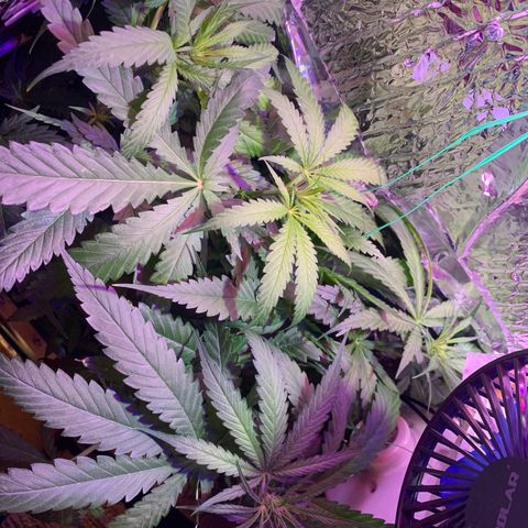 Bubblelicious growlog photo: Swazzed it! Hope for the best.