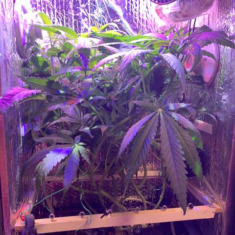 Bubblelicious growlog photo: Swazzed it! Hope for the best.