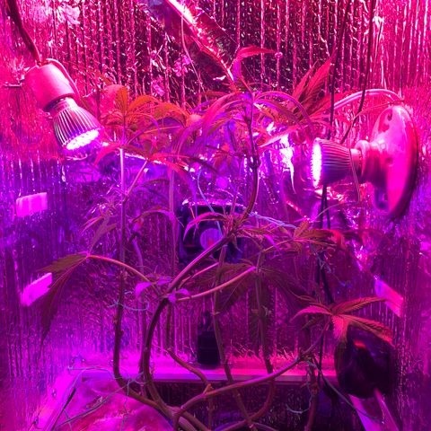 Bubblelicious growlog photo: Swazzed it! Hope for the best.