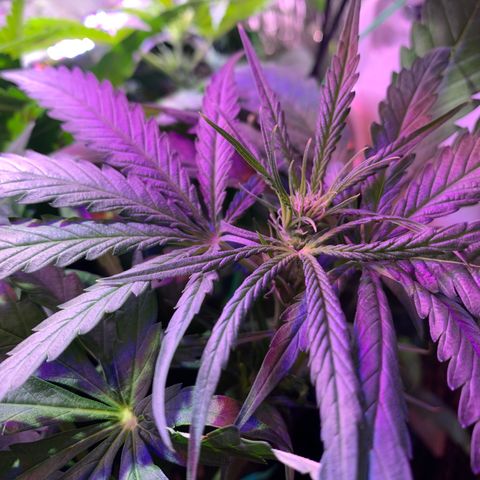 Bubblelicious growlog photo: Swazzed it! Hope for the best.