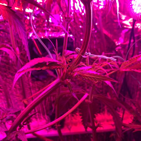 Bubblelicious growlog photo: Swazzed it! Hope for the best.