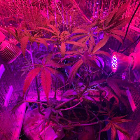 Bubblelicious growlog photo: Swazzed it! Hope for the best.