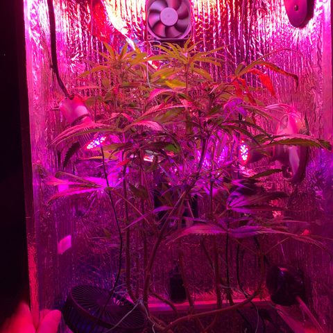 Bubblelicious growlog photo: Had some issues with the lights last week. Ended up burning the heck out of the two top colors