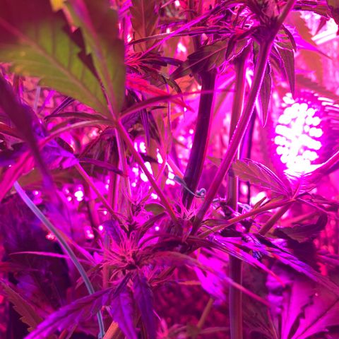 Bubblelicious growlog photo: Had some issues with the lights last week. Ended up burning the heck out of the two top colors