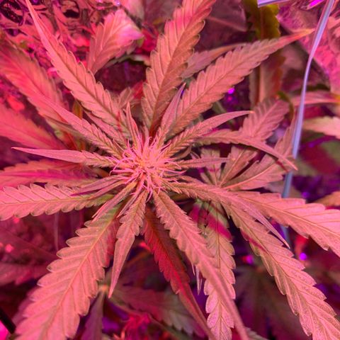 Bubblelicious growlog photo: Had some issues with the lights last week. Ended up burning the heck out of the two top colors