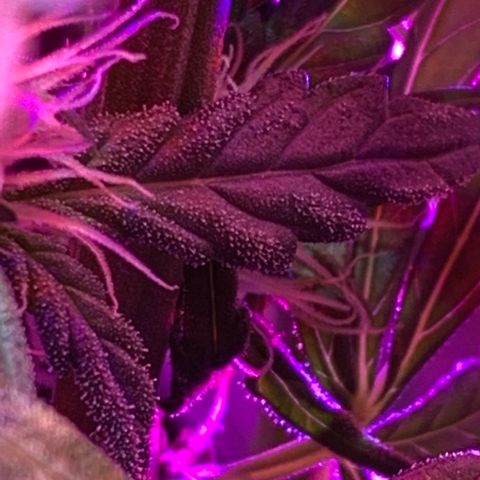 Bubblelicious growlog photo: Had some issues with the lights last week. Ended up burning the heck out of the two top colors