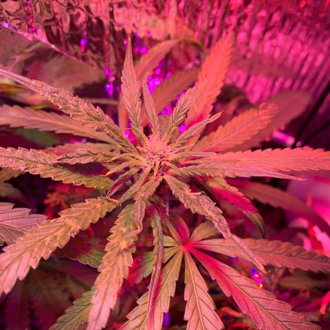 Bubblelicious growlog photo: Had some issues with the lights last week. Ended up burning the heck out of the two top colors