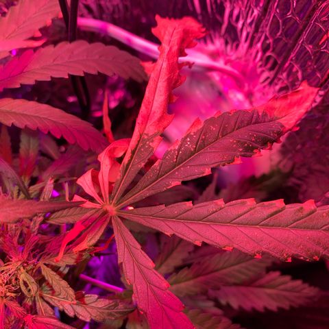 Bubblelicious growlog photo: Had some issues with the lights last week. Ended up burning the heck out of the two top colors