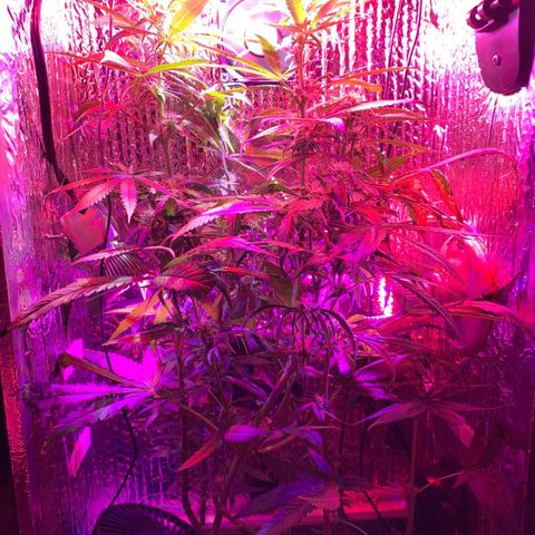 Bubblelicious growlog photo: Filling out nicely! Getting a bit tall though. Thought that strech stopped after flowing strech but it keeps going up!