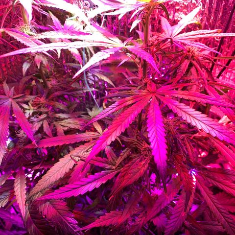 Bubblelicious growlog photo: Filling out nicely! Getting a bit tall though. Thought that strech stopped after flowing strech but it keeps going up!