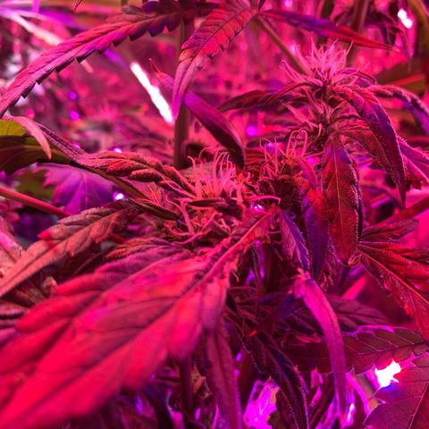 Bubblelicious growlog photo: Filling out nicely! Getting a bit tall though. Thought that strech stopped after flowing strech but it keeps going up!