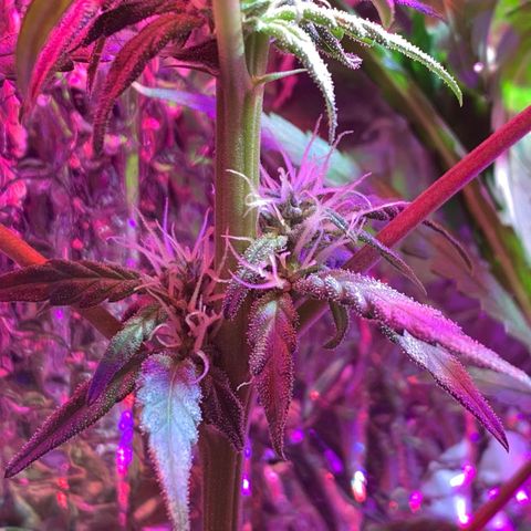 Bubblelicious growlog photo: Filling out nicely! Getting a bit tall though. Thought that strech stopped after flowing strech but it keeps going up!