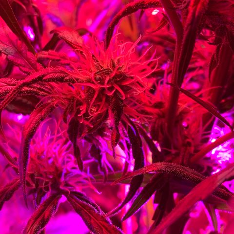 Bubblelicious growlog photo: Growing good! Getting tall but I tied it down, that will buy me some time