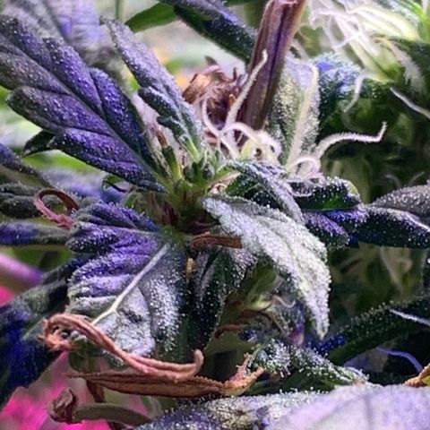 Bubblelicious growlog photo: Growing good! Getting tall but I tied it down, that will buy me some time