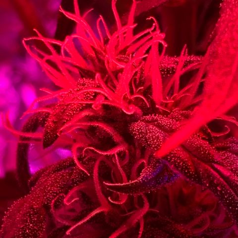 Bubblelicious growlog photo: Growing good! Getting tall but I tied it down, that will buy me some time