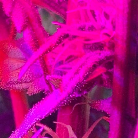 Bubblelicious growlog photo: Growing good! Getting tall but I tied it down, that will buy me some time
