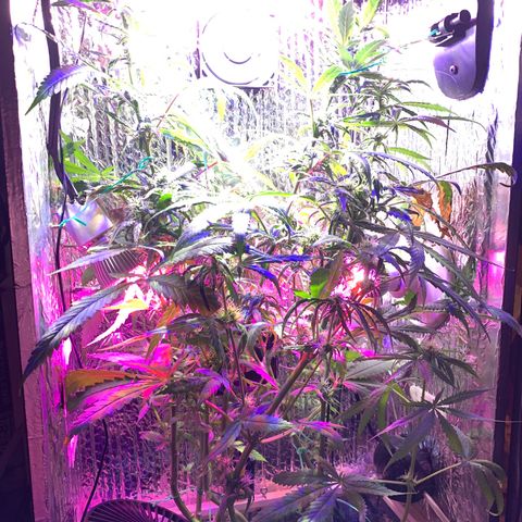 Bubblelicious growlog photo: Growing good! Getting tall but I tied it down, that will buy me some time