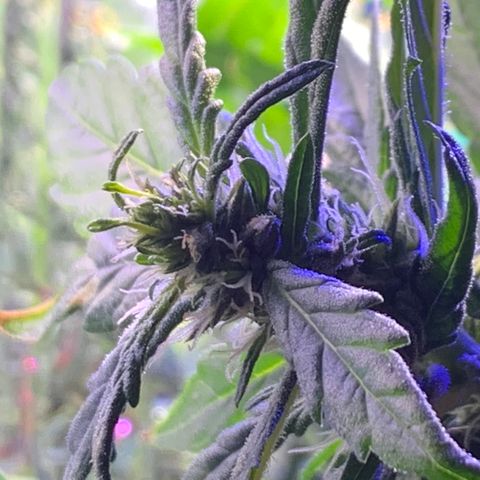Bubblelicious growlog photo:  Had to make a risky decision. Decided to super crop the plant. You shouldn’t normally do that this far in the flowering but I felt like I had no choice. The plant was getting too stressed out from the lights being so close. We will see what happens!
