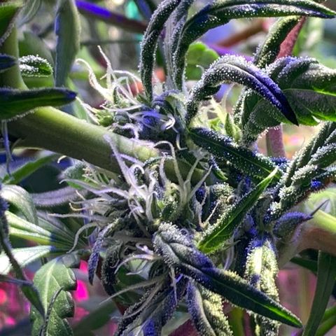 Bubblelicious growlog photo:  Had to make a risky decision. Decided to super crop the plant. You shouldn’t normally do that this far in the flowering but I felt like I had no choice. The plant was getting too stressed out from the lights being so close. We will see what happens!