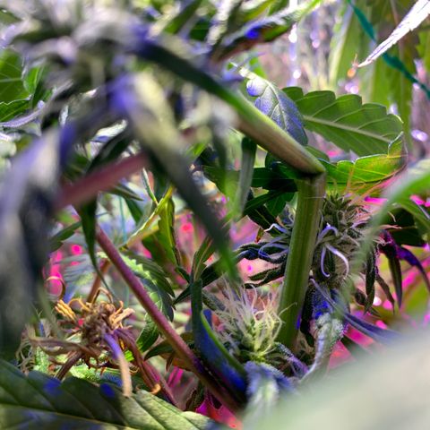 Bubblelicious growlog photo:  Had to make a risky decision. Decided to super crop the plant. You shouldn’t normally do that this far in the flowering but I felt like I had no choice. The plant was getting too stressed out from the lights being so close. We will see what happens!