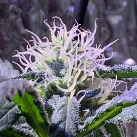 Bubblelicious growlog photo:  Had to make a risky decision. Decided to super crop the plant. You shouldn’t normally do that this far in the flowering but I felt like I had no choice. The plant was getting too stressed out from the lights being so close. We will see what happens!