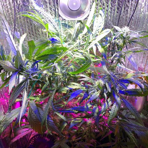 Bubblelicious growlog photo:  Had to make a risky decision. Decided to super crop the plant. You shouldn’t normally do that this far in the flowering but I felt like I had no choice. The plant was getting too stressed out from the lights being so close. We will see what happens!