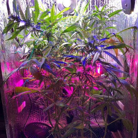 Bubblelicious growlog photo:  Had to make a risky decision. Decided to super crop the plant. You shouldn’t normally do that this far in the flowering but I felt like I had no choice. The plant was getting too stressed out from the lights being so close. We will see what happens!