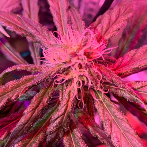 Bubblelicious growlog photo: Trichromes are cloudy! Doesn’t seem to have that much weight on her but pistols are still really white. This strain matures slower than most. I think she can sit a few more weeks at least. Seems to be doing fine so far after emergency super crop.