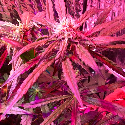 Bubblelicious growlog photo: Trichromes are cloudy! Doesn’t seem to have that much weight on her but pistols are still really white. This strain matures slower than most. I think she can sit a few more weeks at least. Seems to be doing fine so far after emergency super crop.