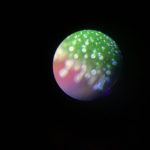 Bubblelicious growlog photo: Trichromes are cloudy! Doesn’t seem to have that much weight on her but pistols are still really white. This strain matures slower than most. I think she can sit a few more weeks at least. Seems to be doing fine so far after emergency super crop.