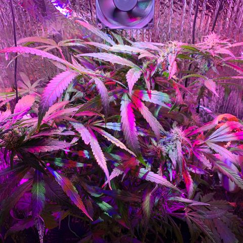 Bubblelicious growlog photo:  Temperature was getting a little hot upstairs. Move it into the shop I think I can crank the lights up this way too. So far so good seemed to survive super cropping just fine 