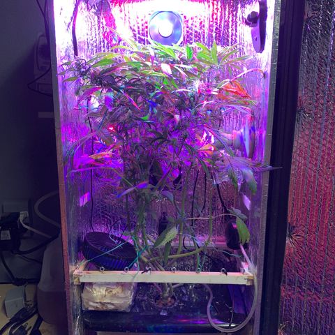 Bubblelicious growlog photo:  Temperature was getting a little hot upstairs. Move it into the shop I think I can crank the lights up this way too. So far so good seemed to survive super cropping just fine 