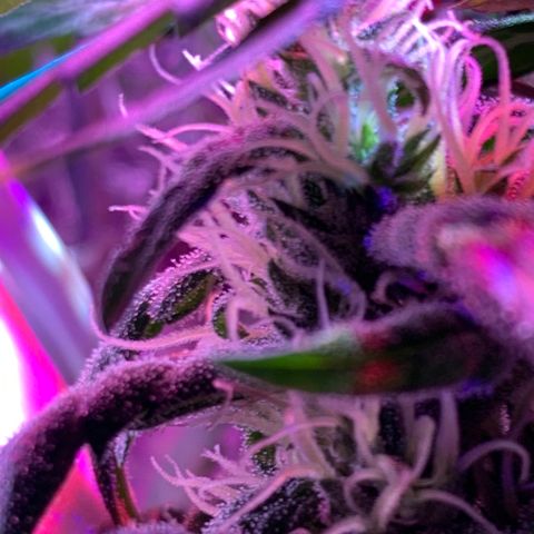 Bubblelicious growlog photo:  Temperature was getting a little hot upstairs. Move it into the shop I think I can crank the lights up this way too. So far so good seemed to survive super cropping just fine 
