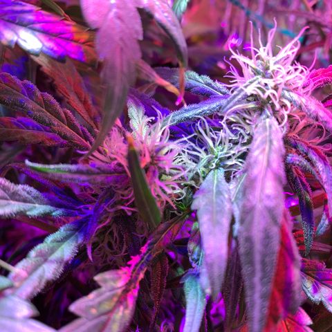 Bubblelicious growlog photo:  Temperature was getting a little hot upstairs. Move it into the shop I think I can crank the lights up this way too. So far so good seemed to survive super cropping just fine 