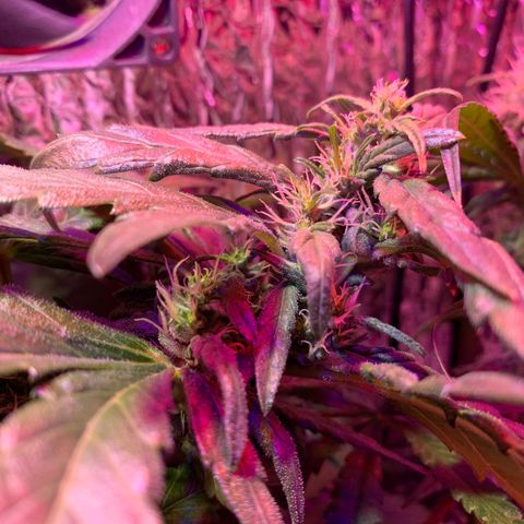 Bubblelicious growlog photo:  Temperature was getting a little hot upstairs. Move it into the shop I think I can crank the lights up this way too. So far so good seemed to survive super cropping just fine 