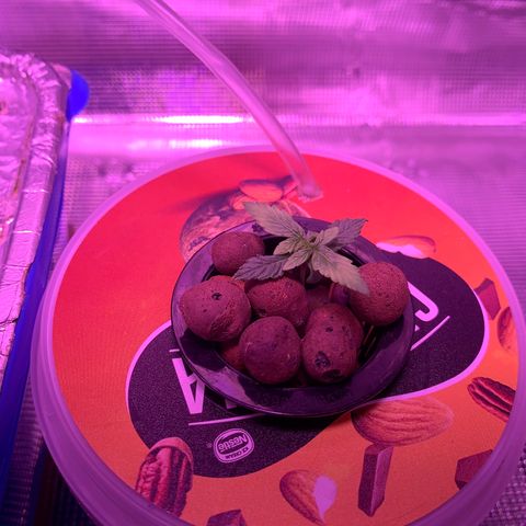 Auto Northern Lights growlog timeline photo